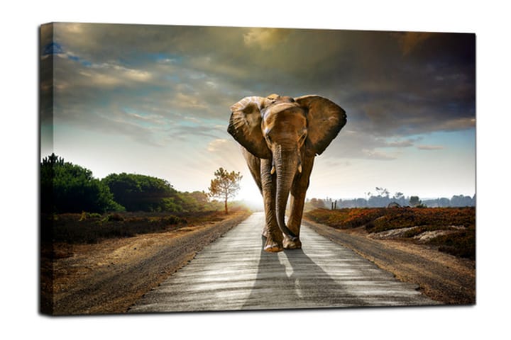Taulu Canvas Elephant - 75x100 - Canvas-taulu - Seinäkoristeet