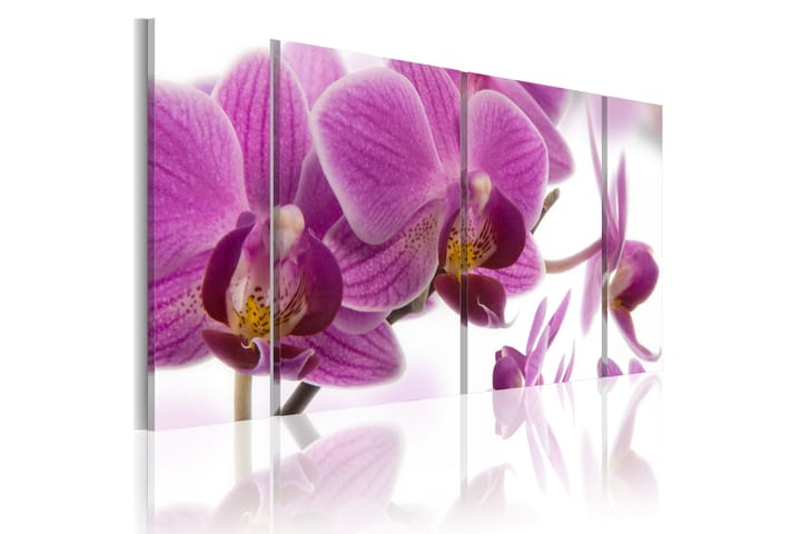 Taulu Marvelous Orchid 60x30 - Artgeist sp. z o. o. - Canvas-taulu - Seinäkoristeet