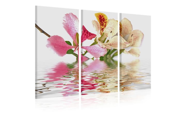 Taulu Orchid With Colorful Spots 60x40 - Artgeist sp. z o. o. - Canvas-taulu - Seinäkoristeet