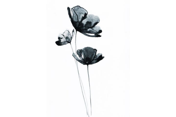 Black Flower Watercolour Maalaus Valkoinen - 50x70 cm - Juliste - Kasvi juliste